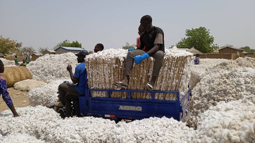 Collecte de coton dans le Mayo-Rey; Nord Cameroun